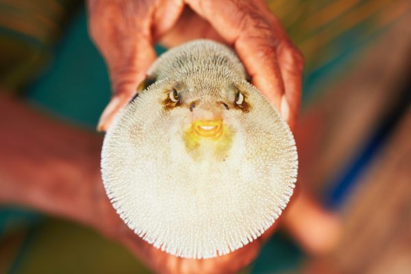 Puffer fish